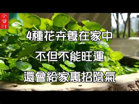 石蓮花 風水